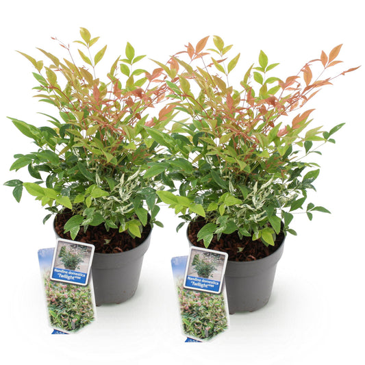 Tuinplant - Nandina Twilight - 2 Planten - Weinig Onderhoud - Forestbloom
