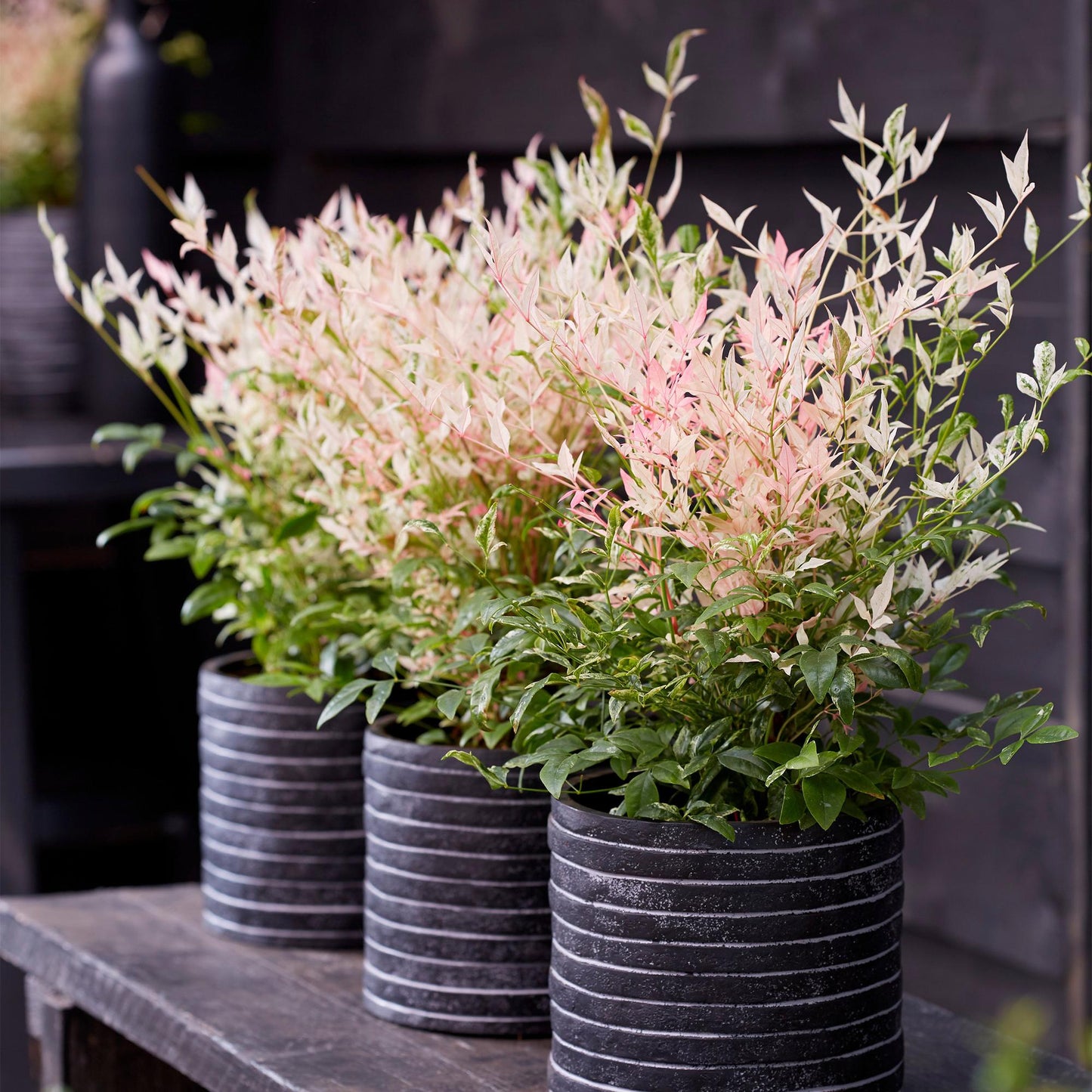Tuinplant - Nandina Twilight - 2 Planten - Weinig Onderhoud - Forestbloom