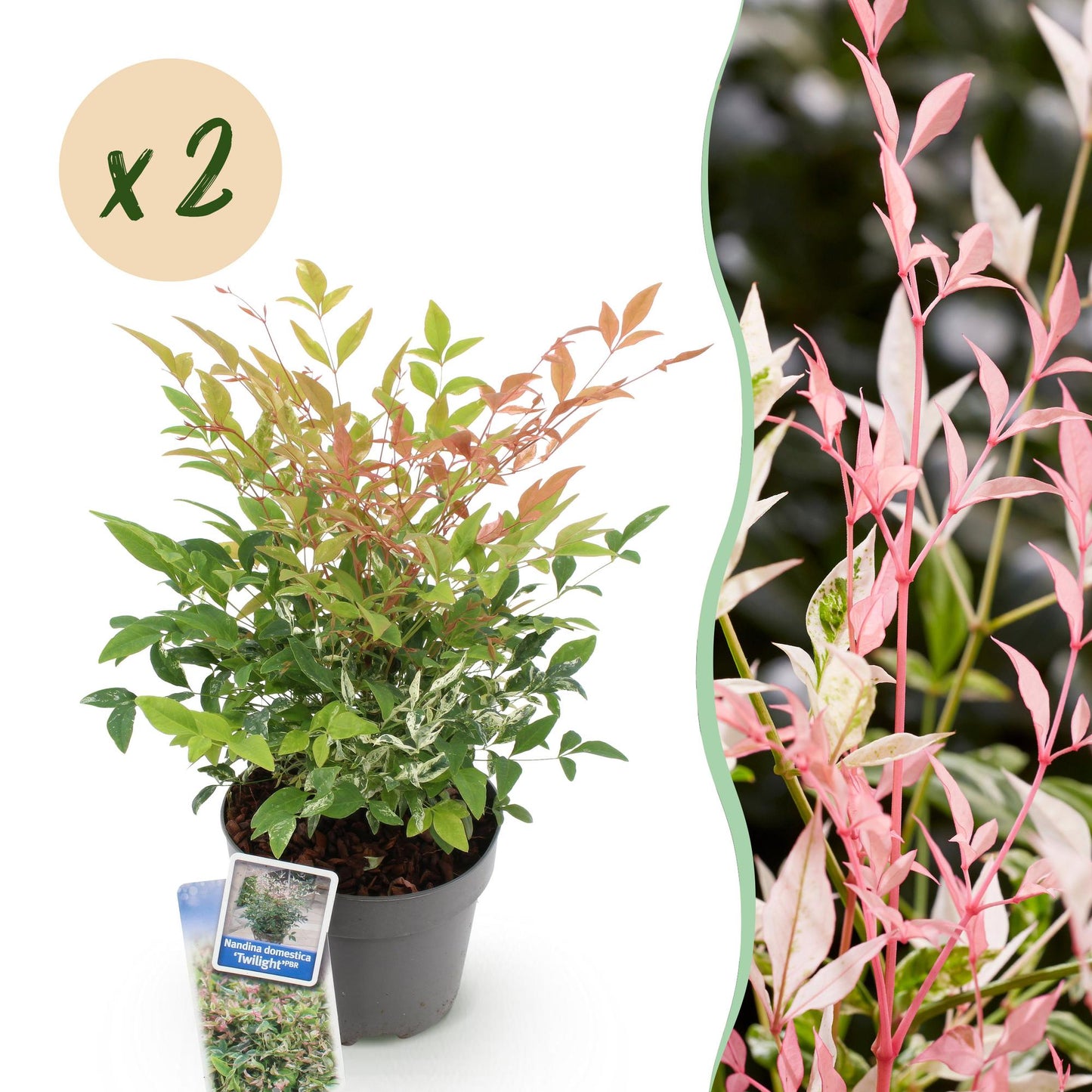Tuinplant - Nandina Twilight - 2 Planten - Weinig Onderhoud - Forestbloom