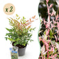 Tuinplant - Nandina Twilight - 2 Planten - Weinig Onderhoud - Forestbloom