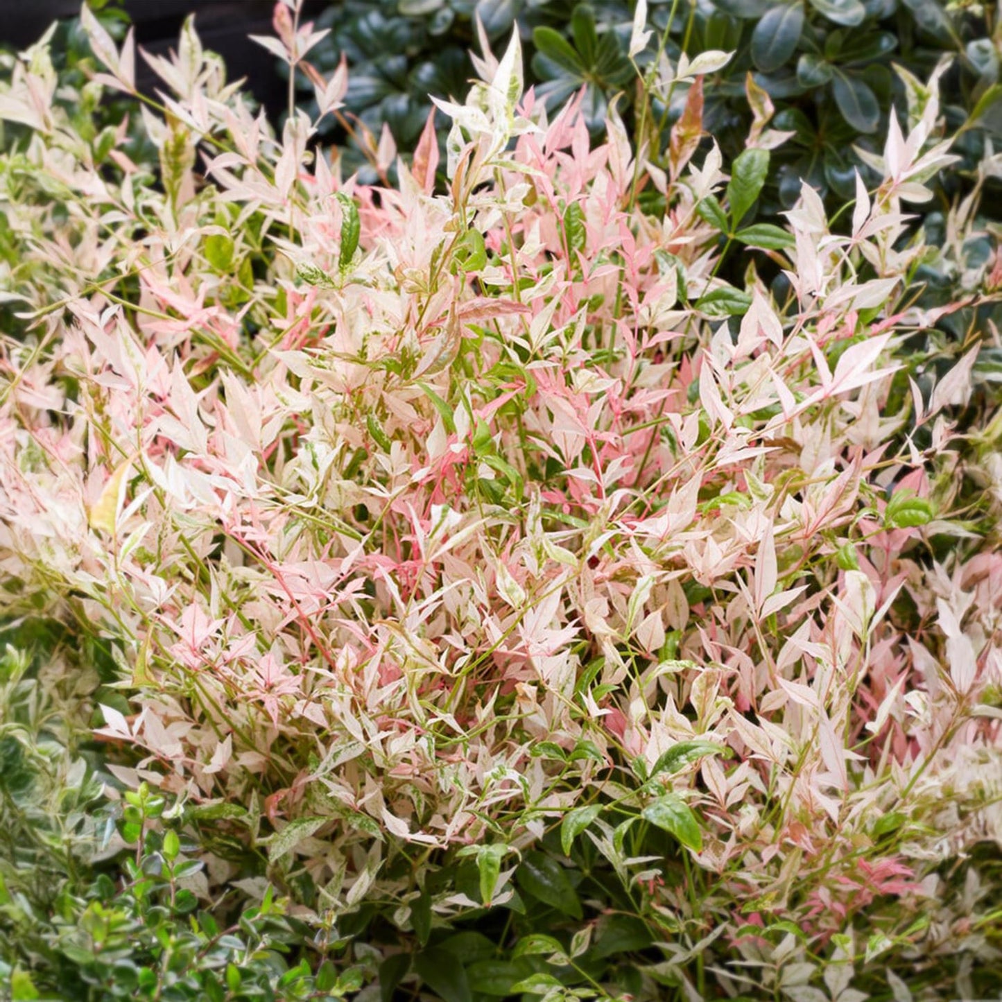 Tuinplant - Nandina Twilight - Weinig Onderhoud - Forestbloom