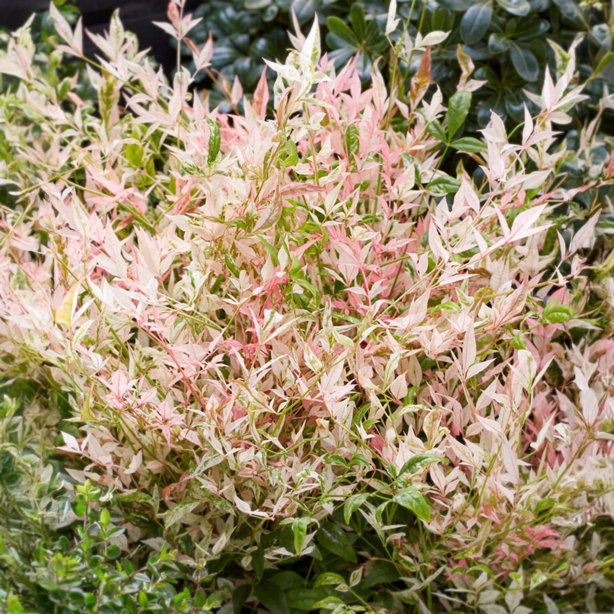 Tuinplant - Nandina Twilight - Weinig Onderhoud - Forestbloom