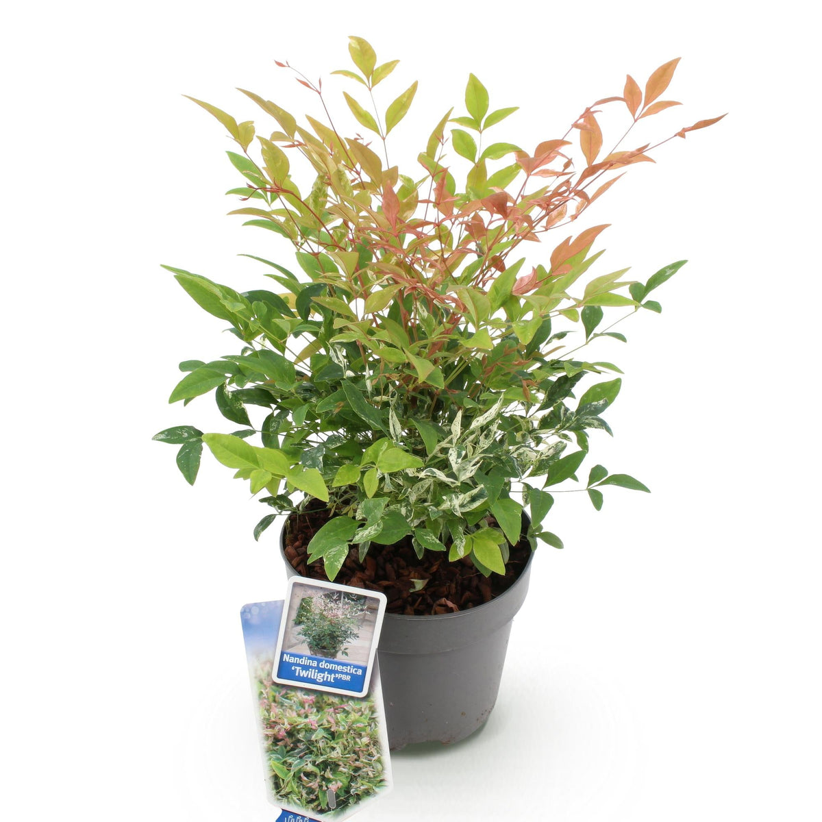 Tuinplant - Nandina Twilight - Weinig Onderhoud - Forestbloom