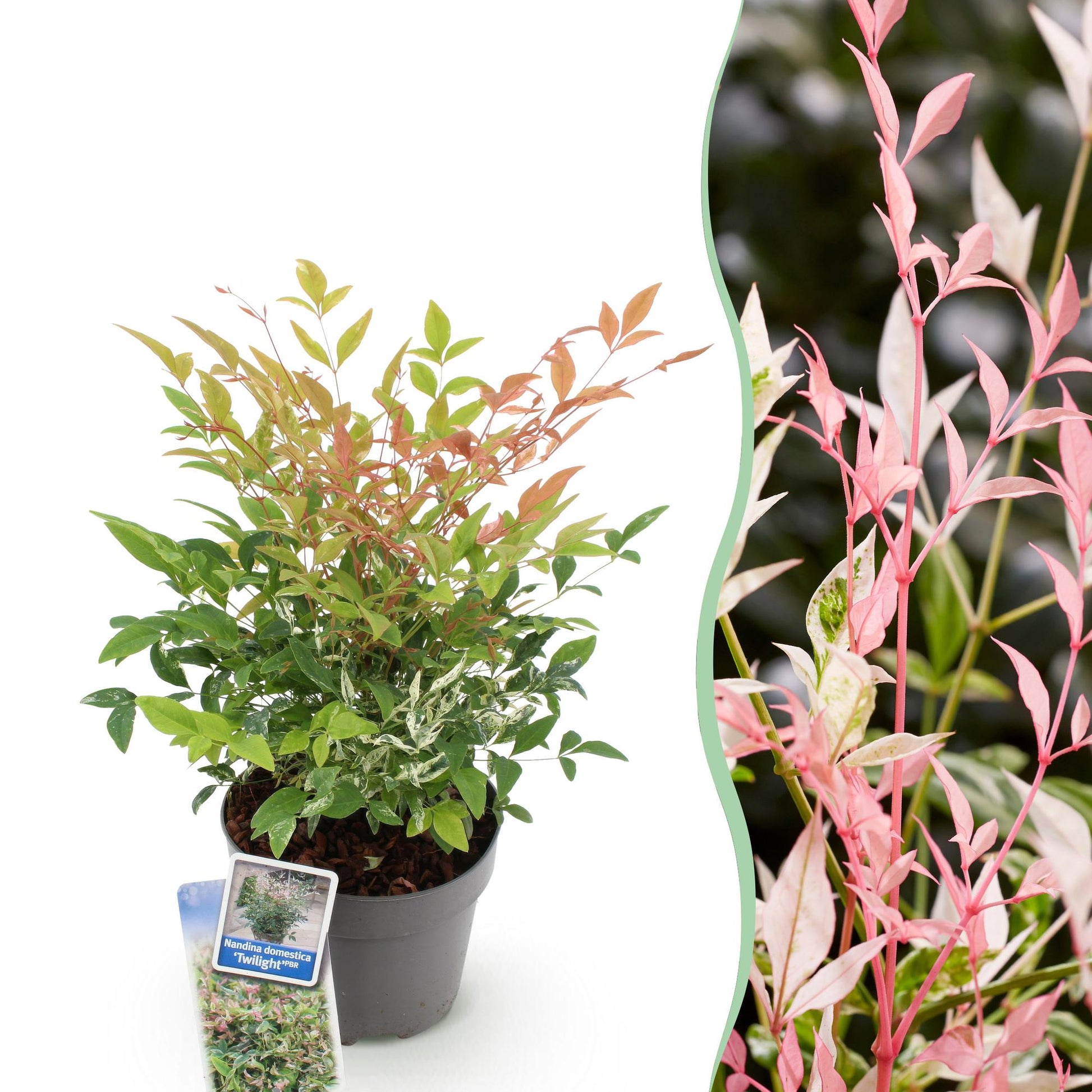 Tuinplant - Nandina Twilight - Weinig Onderhoud - Forestbloom