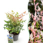 Tuinplant - Nandina Twilight - Weinig Onderhoud - Forestbloom