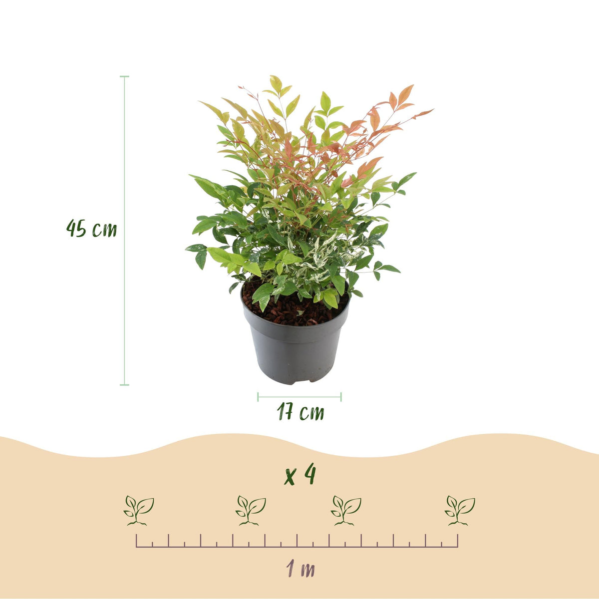 Tuinplant - Nandina Twilight - Weinig Onderhoud - Forestbloom