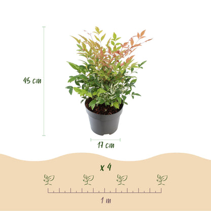 Tuinplant - Nandina Twilight - Weinig Onderhoud - Forestbloom
