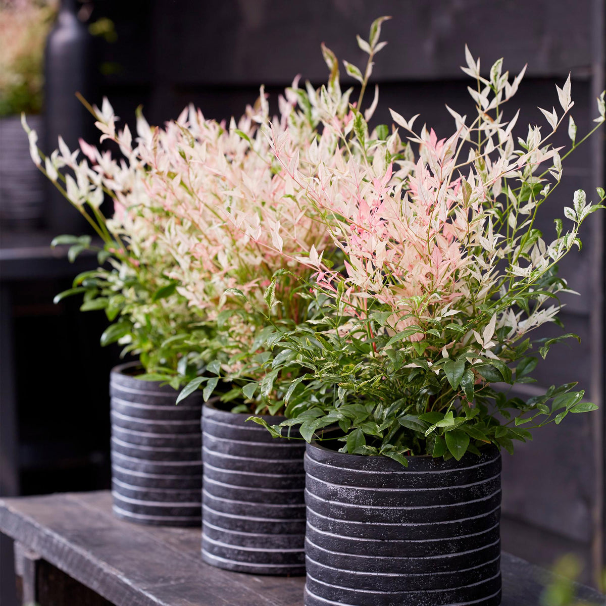 Tuinplant - Nandina Twilight - Weinig Onderhoud - Forestbloom