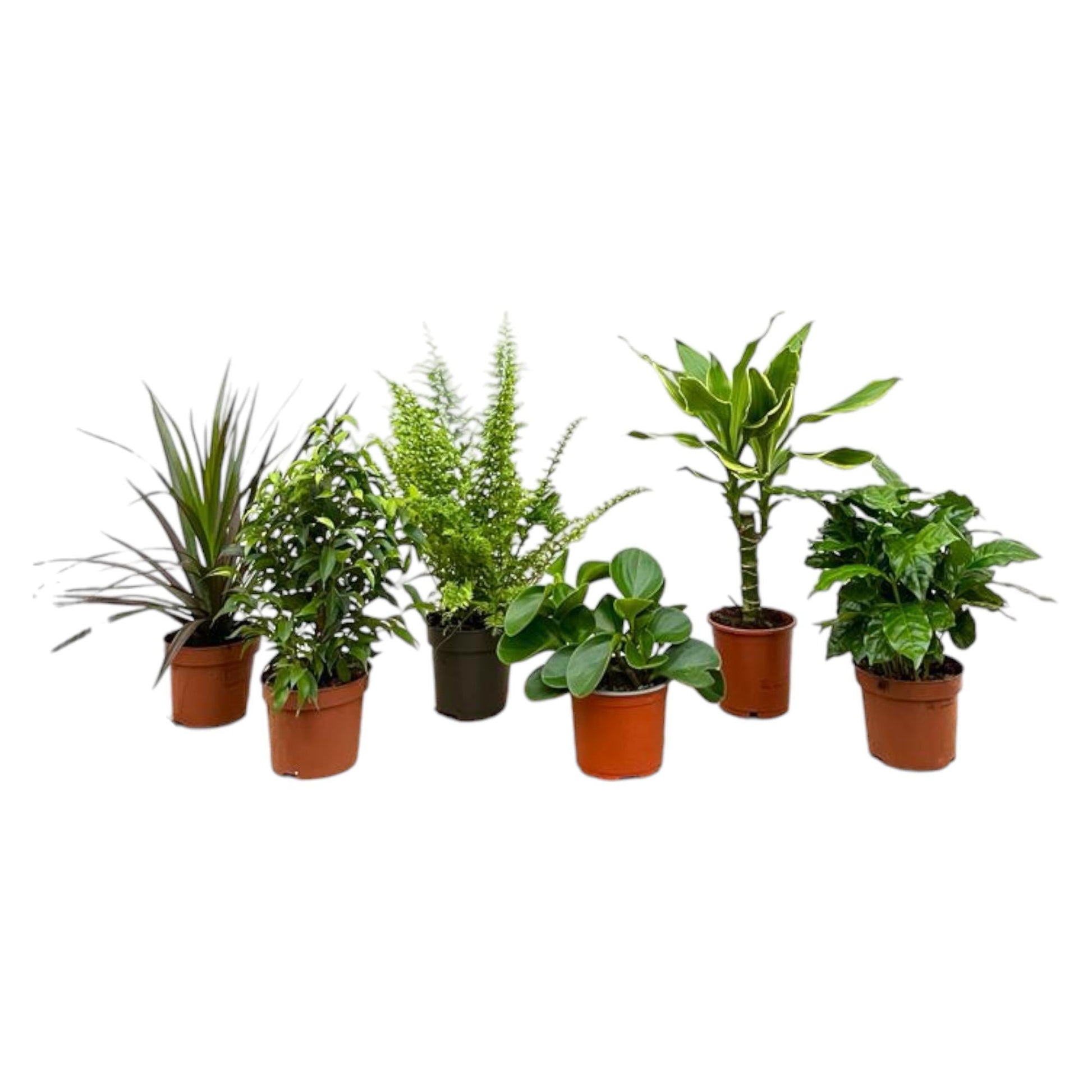 Verrassingsbox - 6 planten - 20-40 cm - Forestbloom
