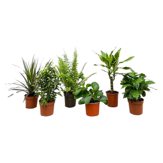 Verrassingsbox - 6 planten - 20-40 cm - Forestbloom