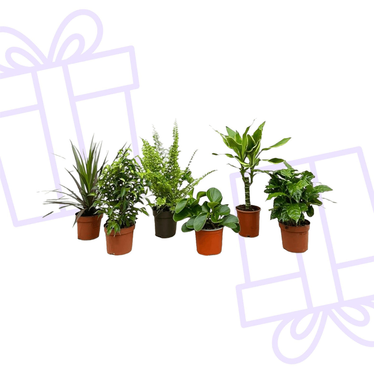 Verrassingsbox - 6 planten - 20-40 cm - Forestbloom