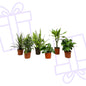 Verrassingsbox - 6 planten - 20-40 cm - Forestbloom