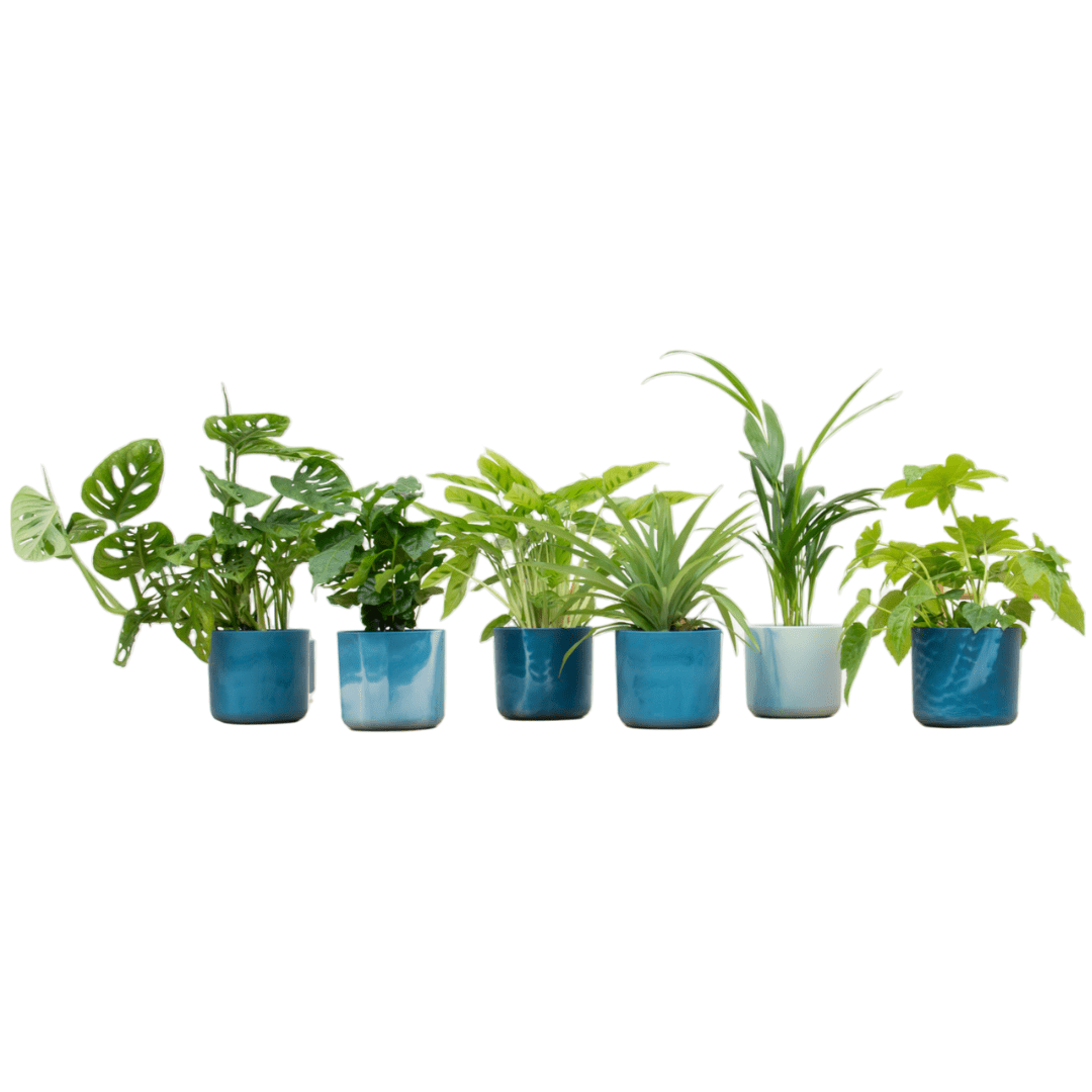 Verrassingsbox - 6 planten inclusief elho Ocean Round atlantisch blauw Ø14 - Forestbloom