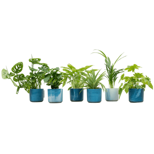 Verrassingsbox - 6 planten inclusief elho Ocean Round atlantisch blauw Ø14 - Forestbloom
