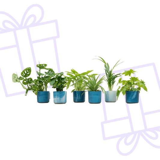 Verrassingsbox - 6 planten inclusief elho Ocean Round atlantisch blauw Ø14 - Forestbloom