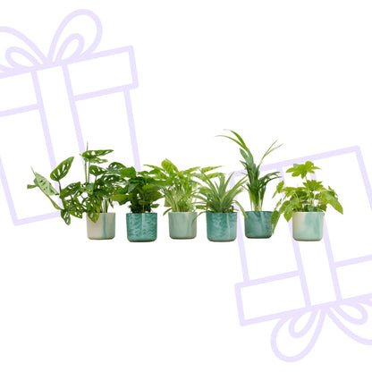 Verrassingsbox - 6 planten inclusief elho Ocean Round pacifisch groen Ø14 - Forestbloom