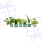 Verrassingsbox - 6 planten inclusief elho Ocean Round pacifisch groen Ø14 - Forestbloom