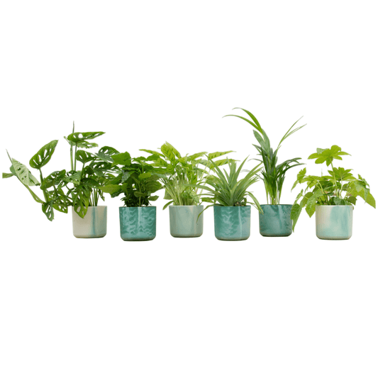 Verrassingsbox - 6 planten inclusief elho Ocean Round pacifisch groen Ø14 - Forestbloom