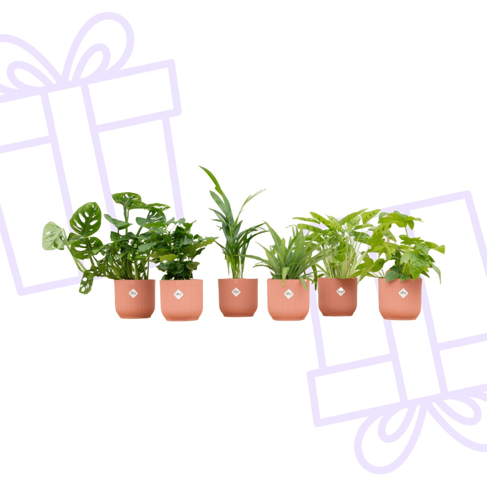 Verrassingsbox - 6 planten inclusief elho Vibes Fold Round Ø14 roze - Forestbloom