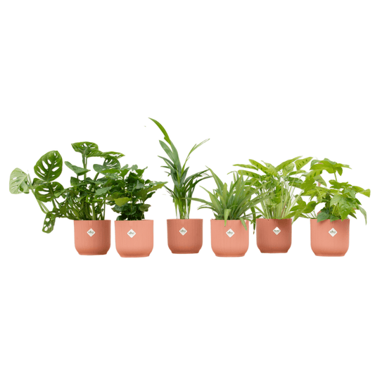 Verrassingsbox - 6 planten inclusief elho Vibes Fold Round Ø14 roze - Forestbloom