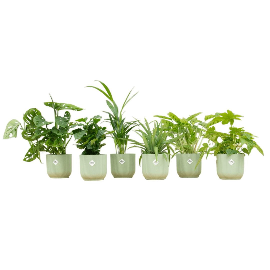 Verrassingsbox - 6 planten inclusief elho Vibes Fold Round Ø14 sorbet groen - Forestbloom