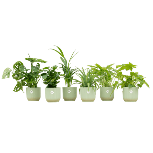 Verrassingsbox - 6 planten inclusief elho Vibes Fold Round Ø14 sorbet groen - Forestbloom