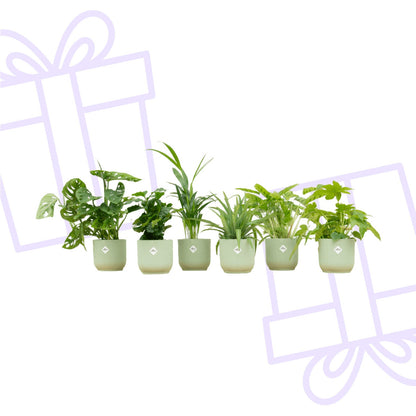 Verrassingsbox - 6 planten inclusief elho Vibes Fold Round Ø14 sorbet groen - Forestbloom