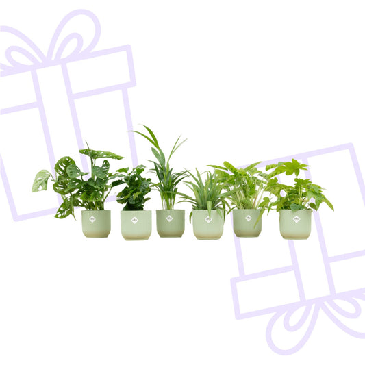 Verrassingsbox - 6 planten inclusief elho Vibes Fold Round Ø14 sorbet groen - Forestbloom