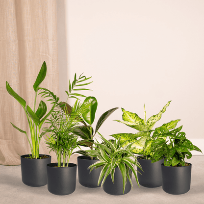 Verrassingsbox set van 10 - Forestbloom