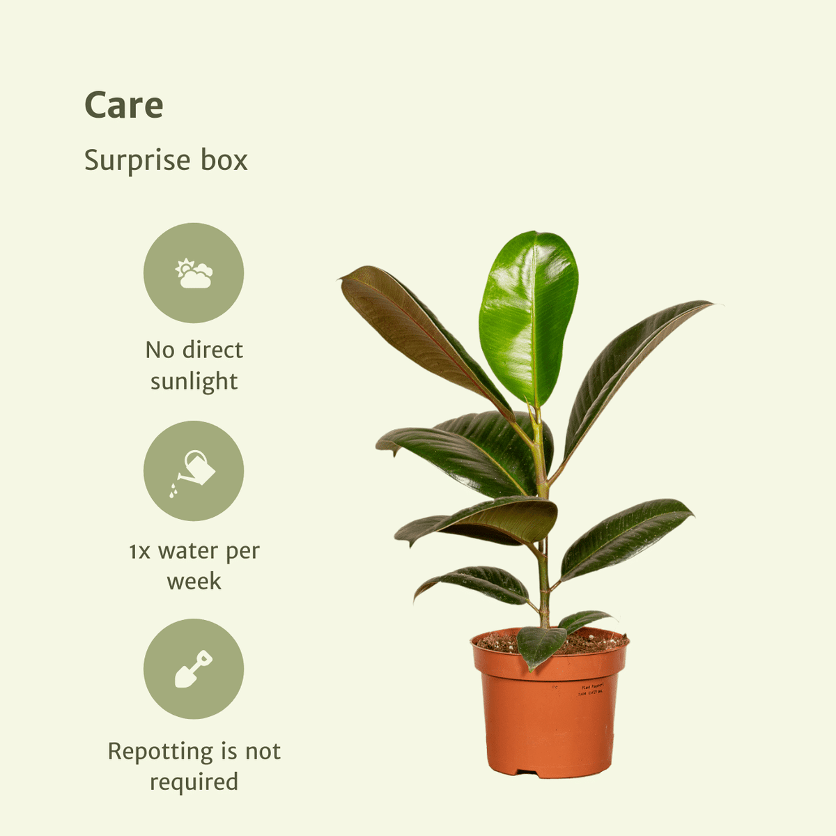 Verrassingsbox set van 10 - Forestbloom