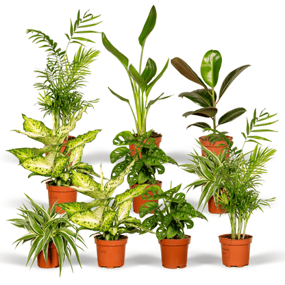 Verrassingsbox set van 10 - Forestbloom