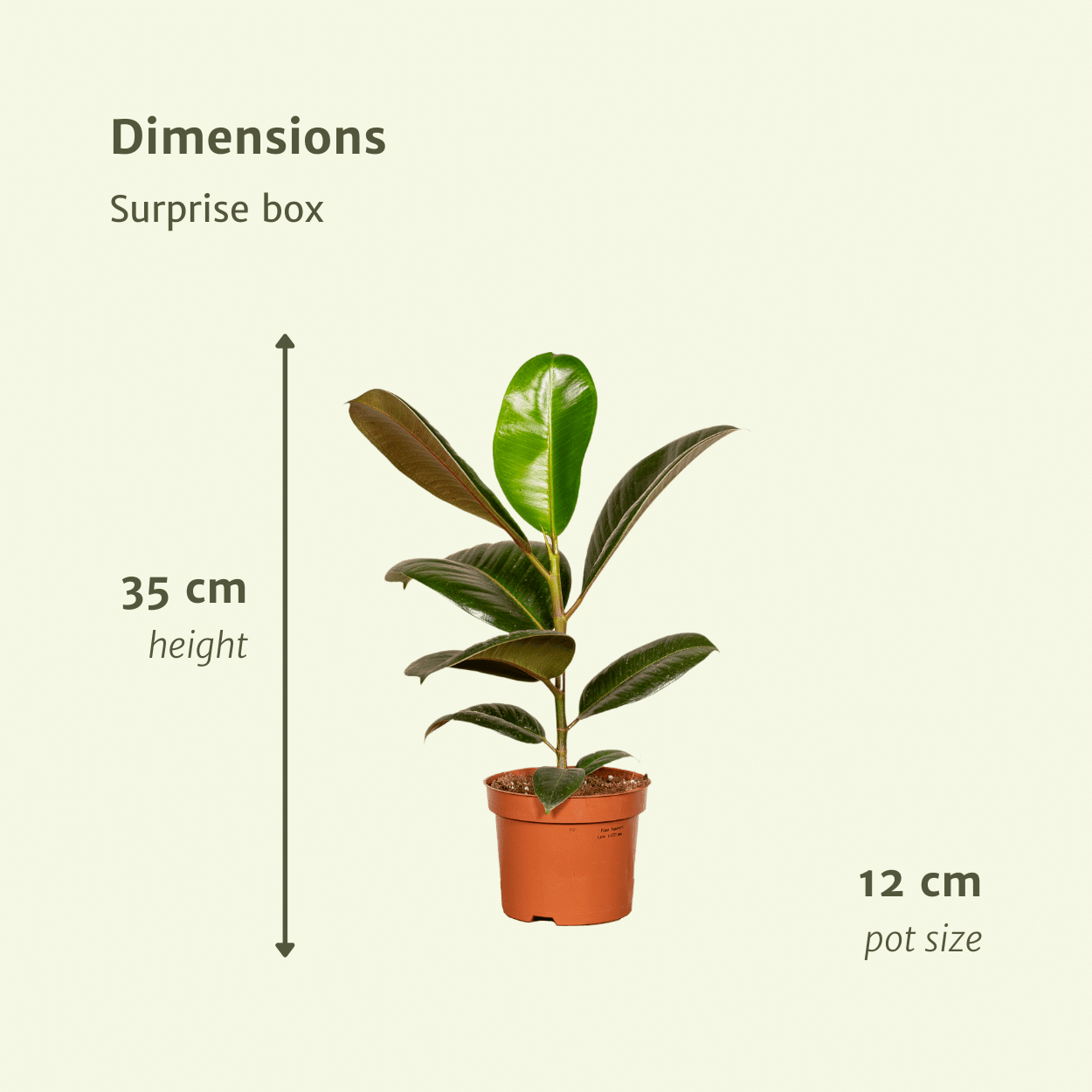 Verrassingsbox set van 10 - Forestbloom