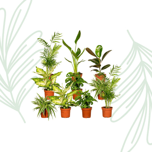 Verrassingsbox set van 10 - Forestbloom