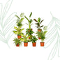 Verrassingsbox set van 10 - Forestbloom