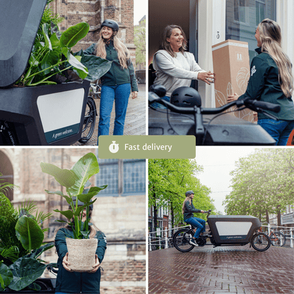 Verrassingsbox set van 10 - Forestbloom