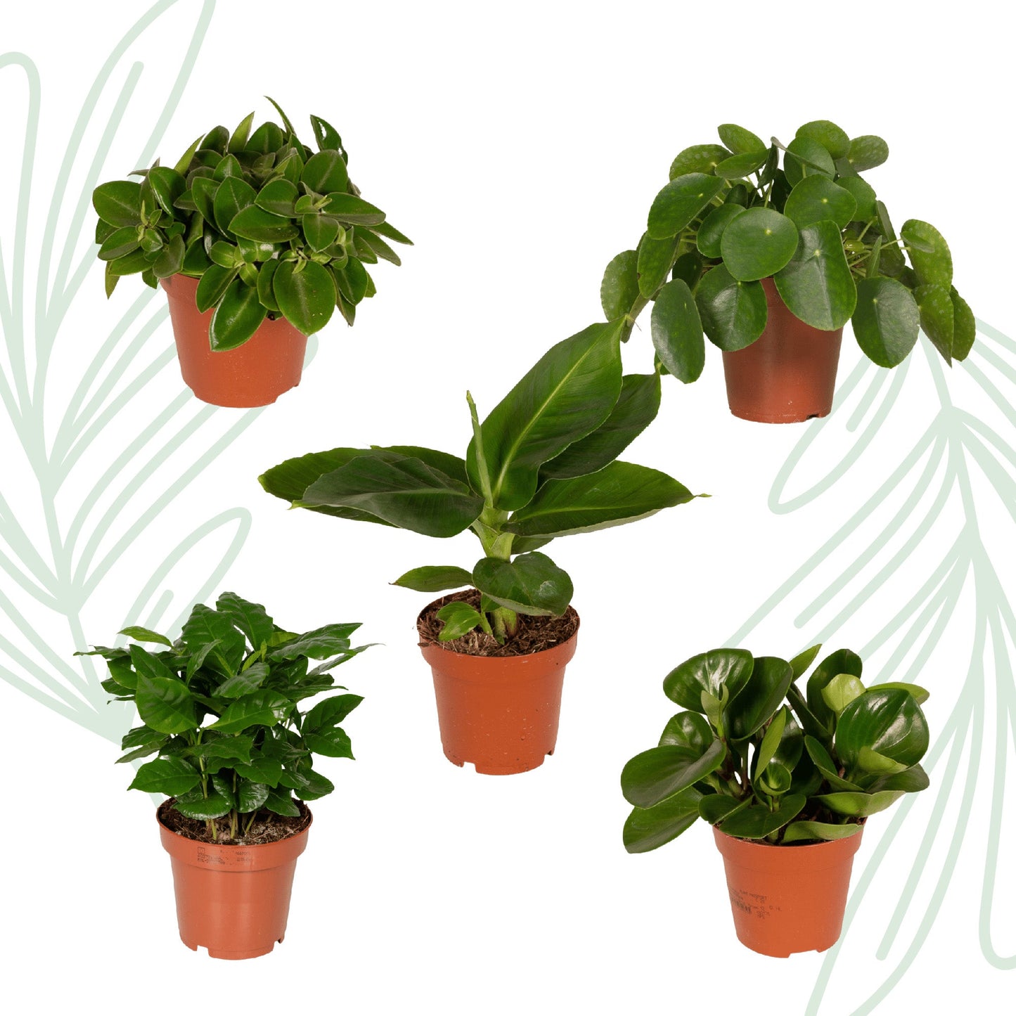 Verrassingsbox set van 5 - Forestbloom