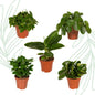 Verrassingsbox set van 5 - Forestbloom