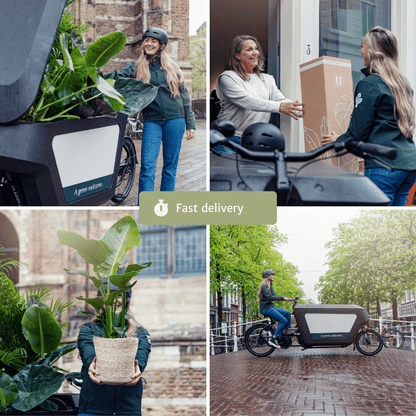 Verrassingsbox set van 6 - Forestbloom