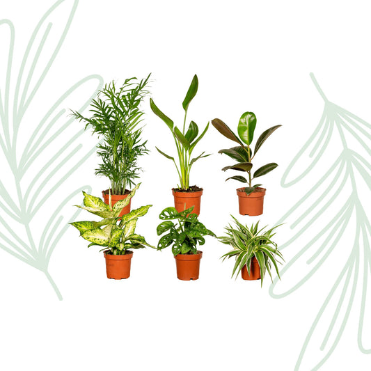 Verrassingsbox set van 6 - Forestbloom