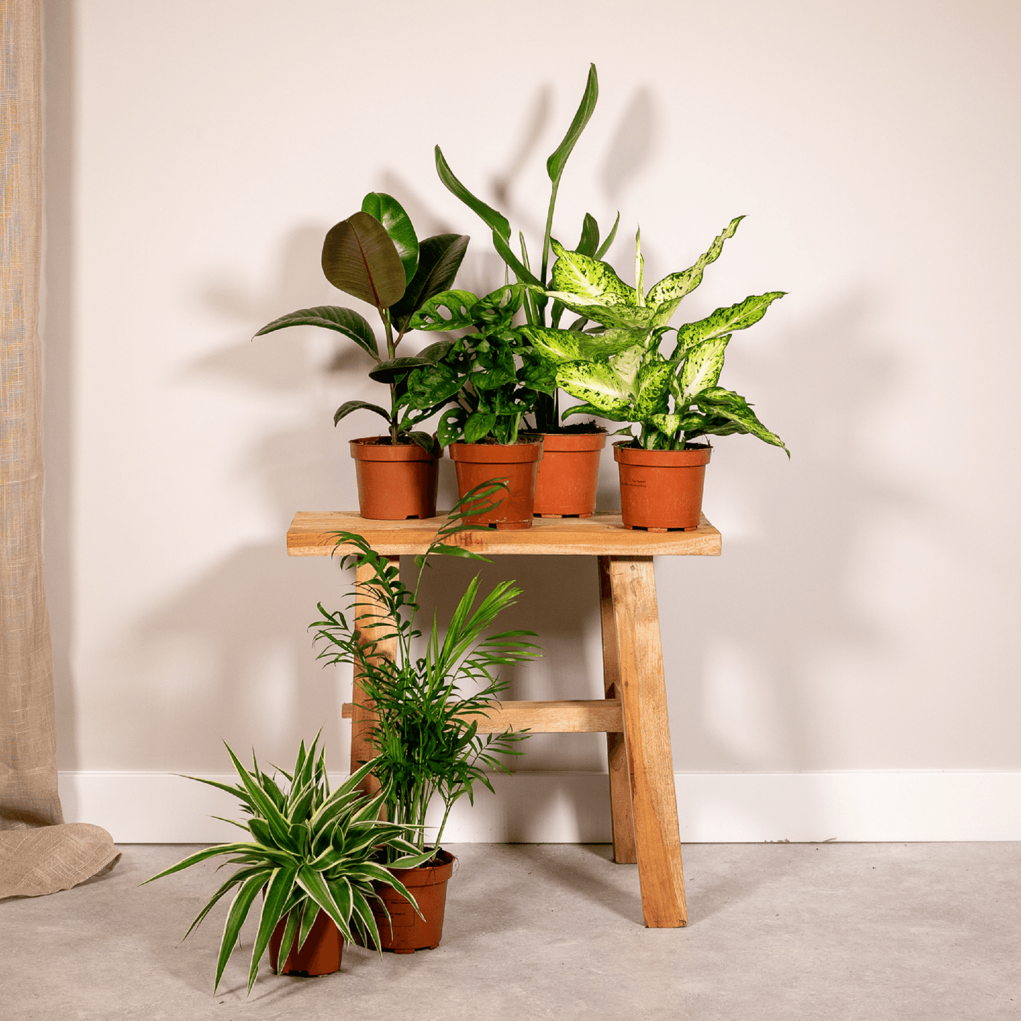 Verrassingsbox set van 6 - Forestbloom