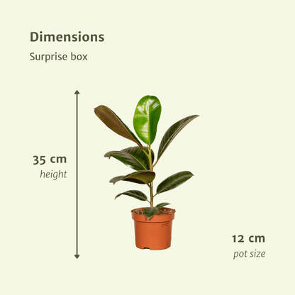 Verrassingsbox set van 6 - Forestbloom