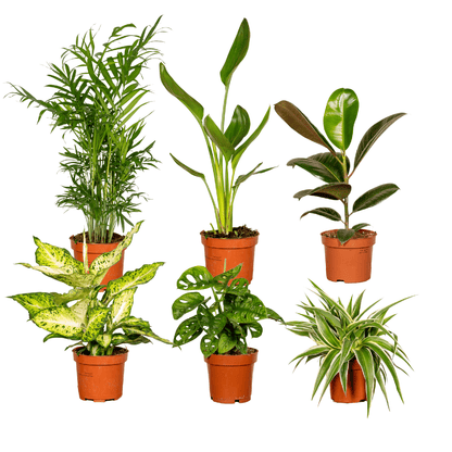 Verrassingsbox set van 6 - Forestbloom