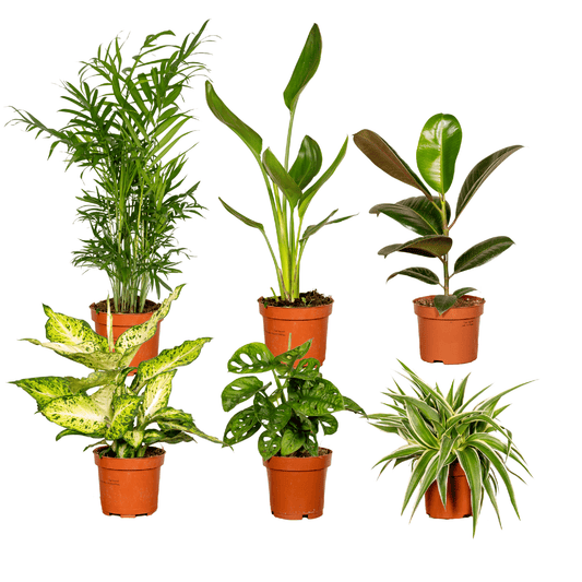 Verrassingsbox set van 6 - Forestbloom