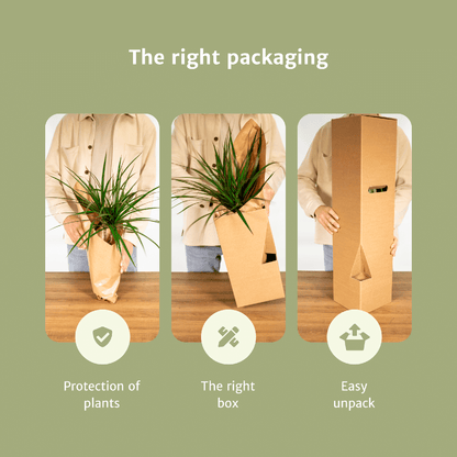 Verrassingsbox set van 6 - Forestbloom