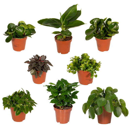 Verrassingsbox set van 8 - Forestbloom