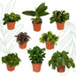 Verrassingsbox set van 8 - Forestbloom