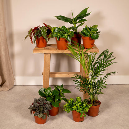 Verrassingsbox set van 8 - Forestbloom