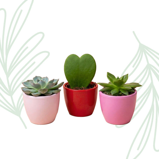 Vetplanten set van 3 met mini roze/rode pot - Forestbloom