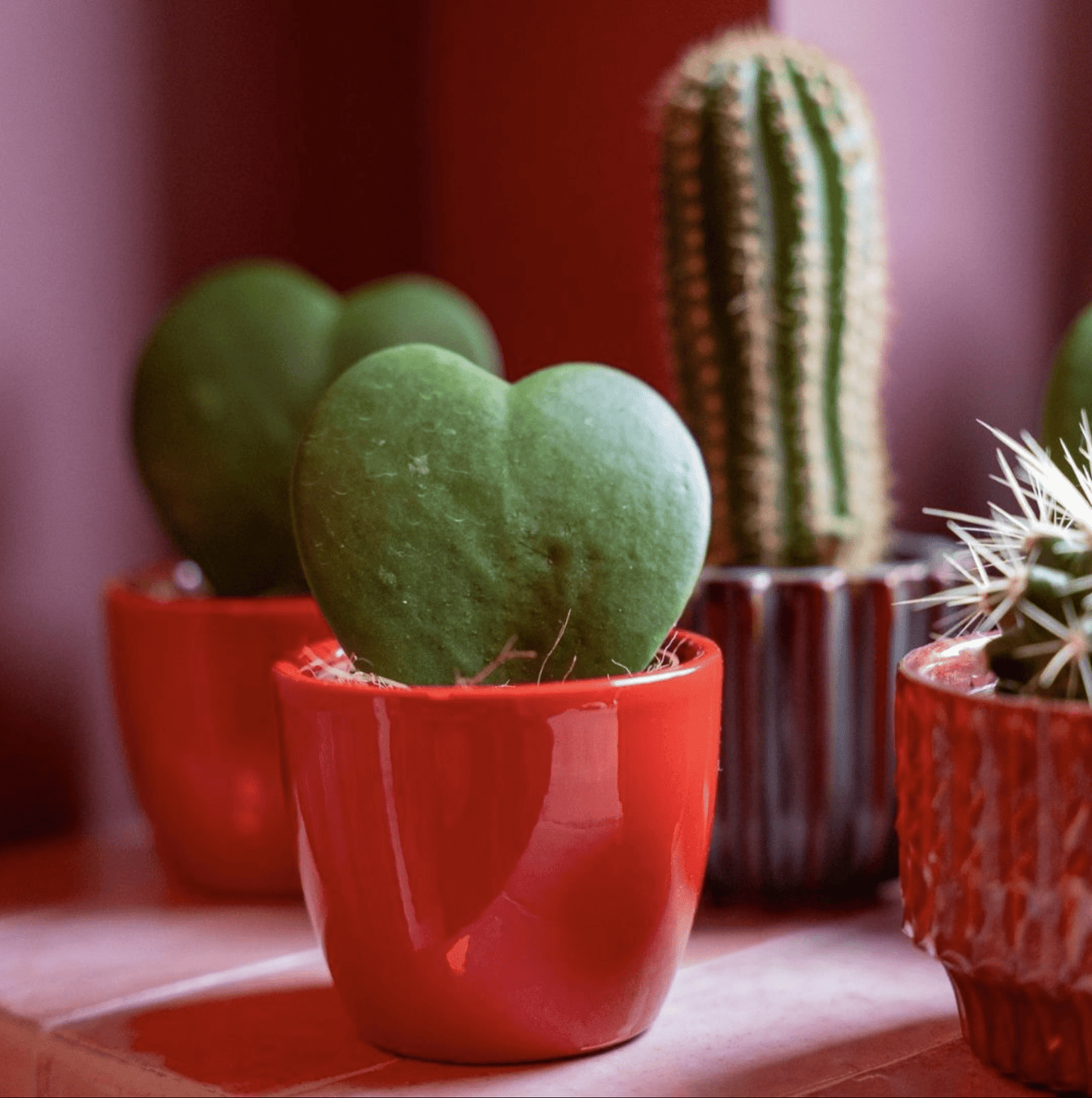 Vetplanten set van 3 met mini roze/rode pot - Forestbloom
