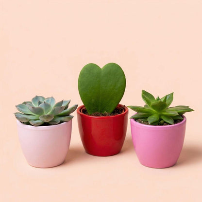 Vetplanten set van 3 met mini roze/rode pot - Forestbloom